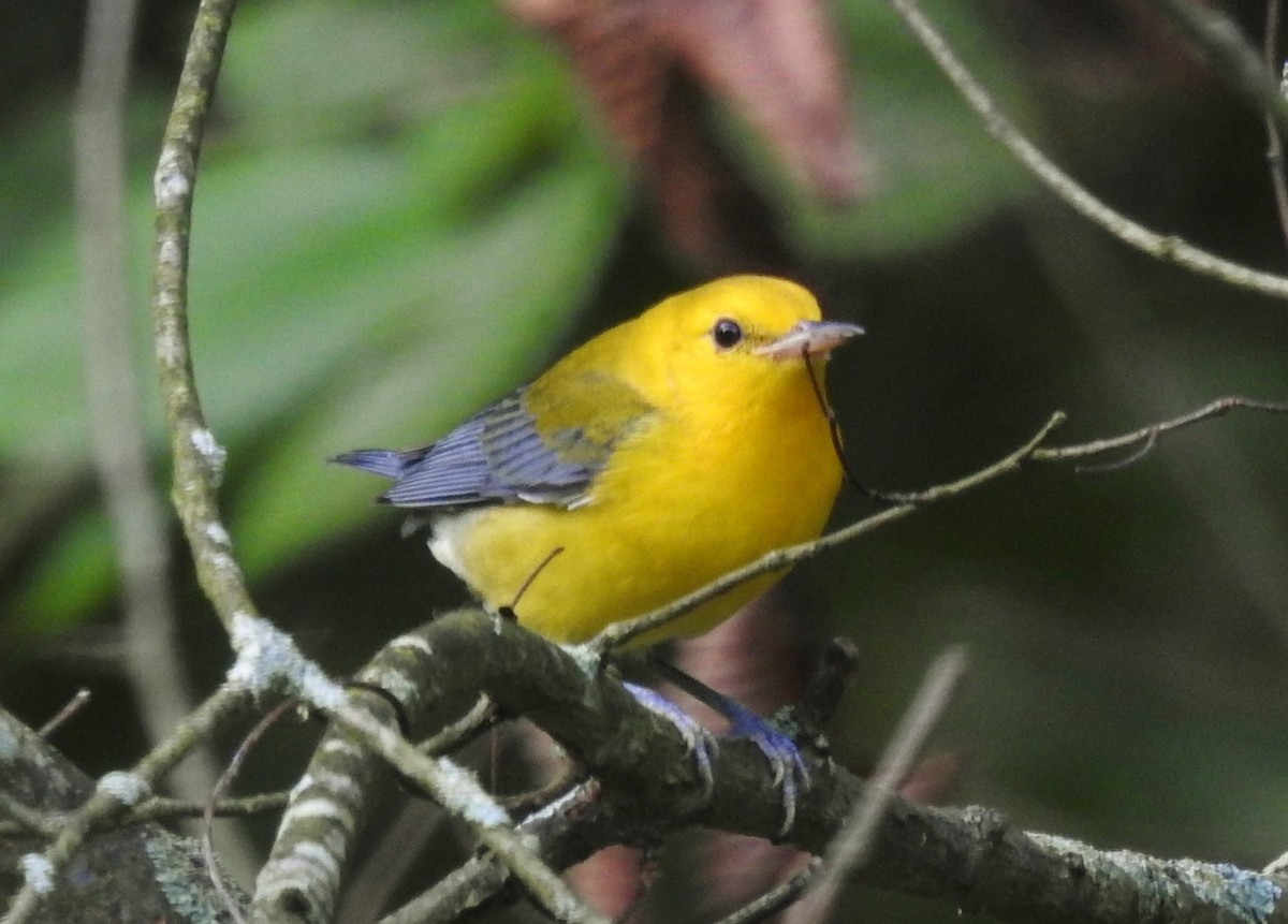 Prothonotary Warbler - ML640667630