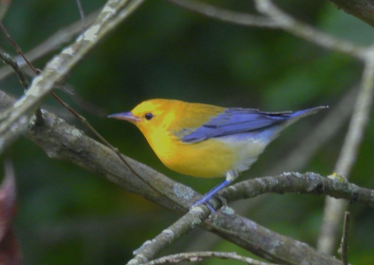 Prothonotary Warbler - ML640667631
