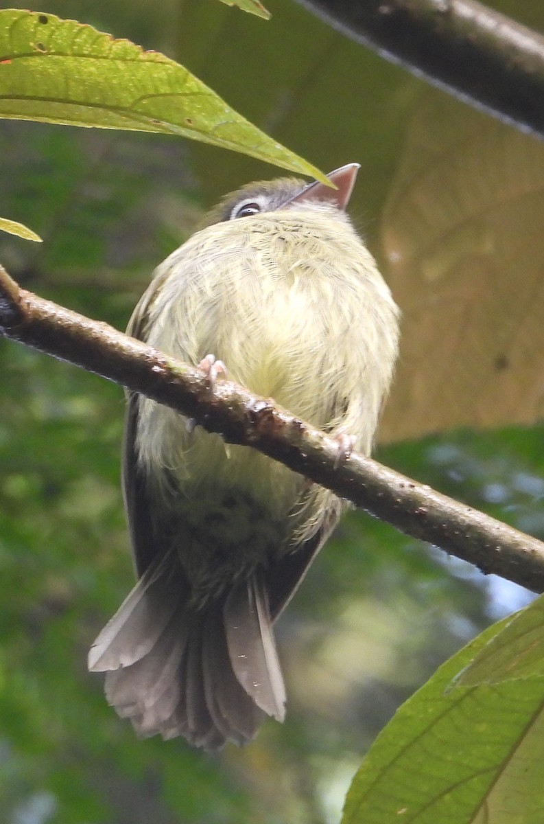 Eye-ringed Flatbill - ML640667646