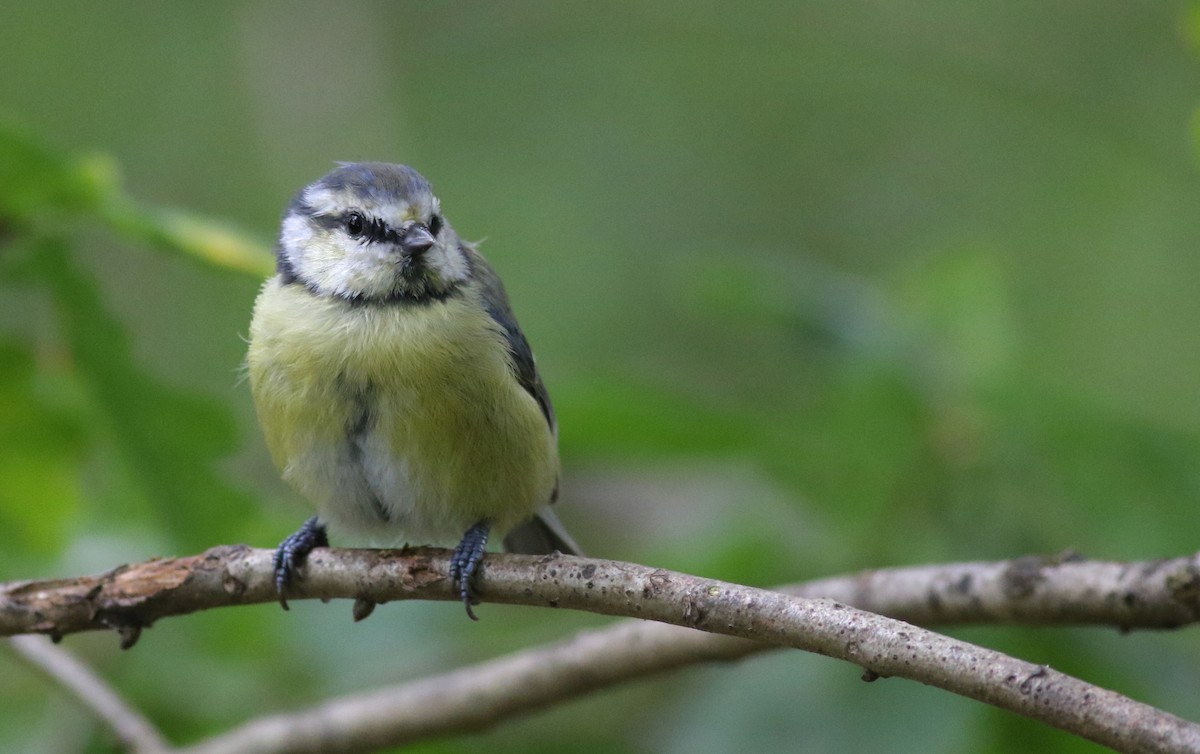 Mésange bleue - ML640667823