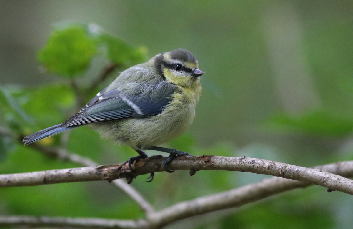 Mésange bleue - ML640667824