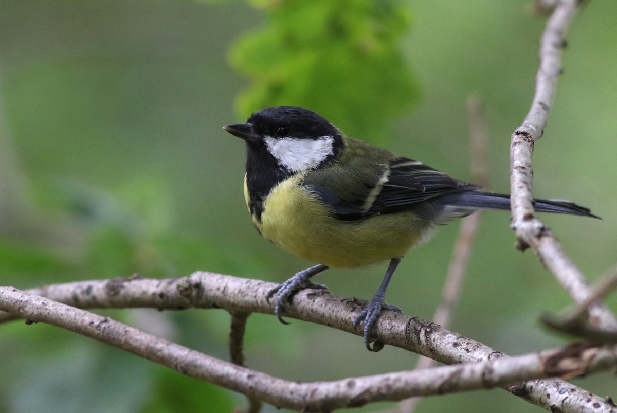 Mésange charbonnière (groupe major) - ML640667835