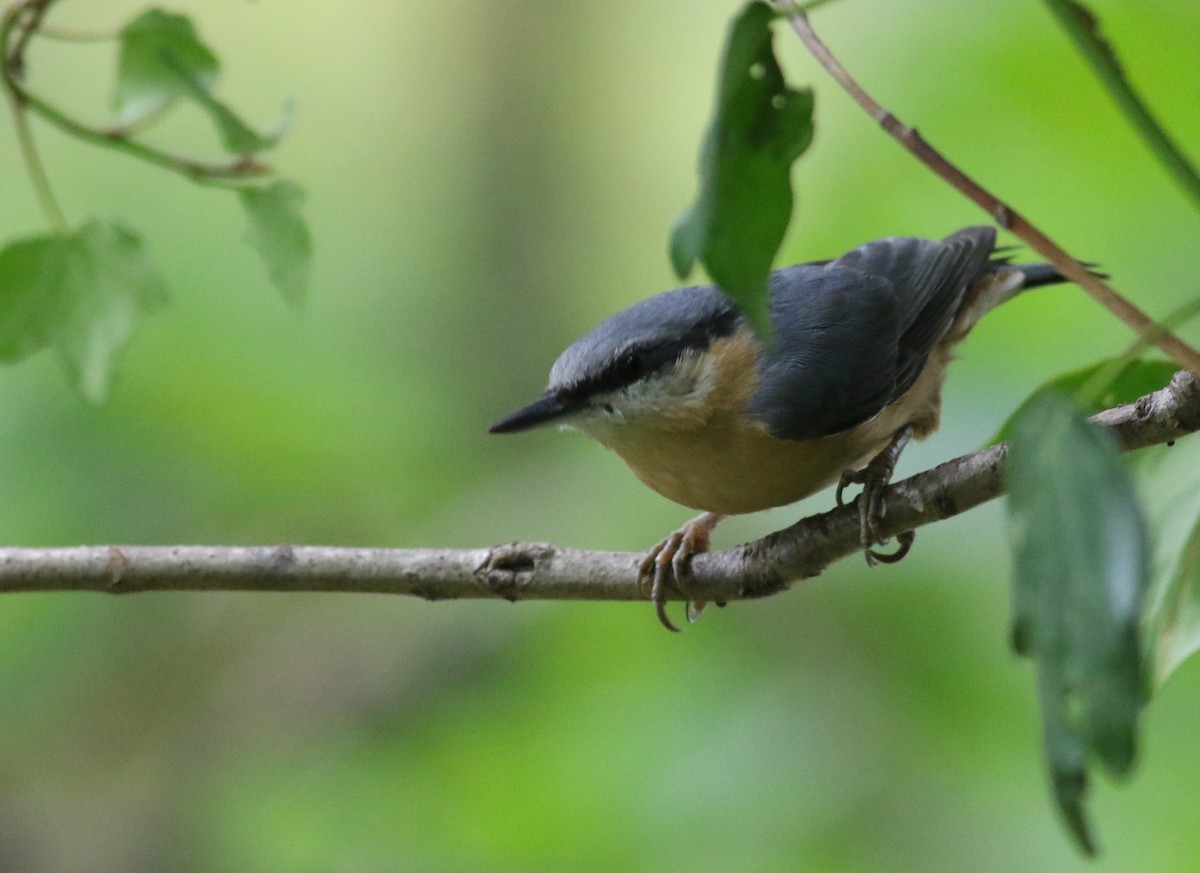 Eurasian Nuthatch (Western) - ML640667841