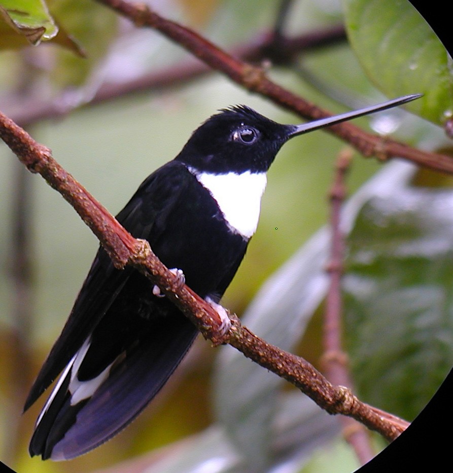 hvitbrystinka (torquata gr.) - ML640667951
