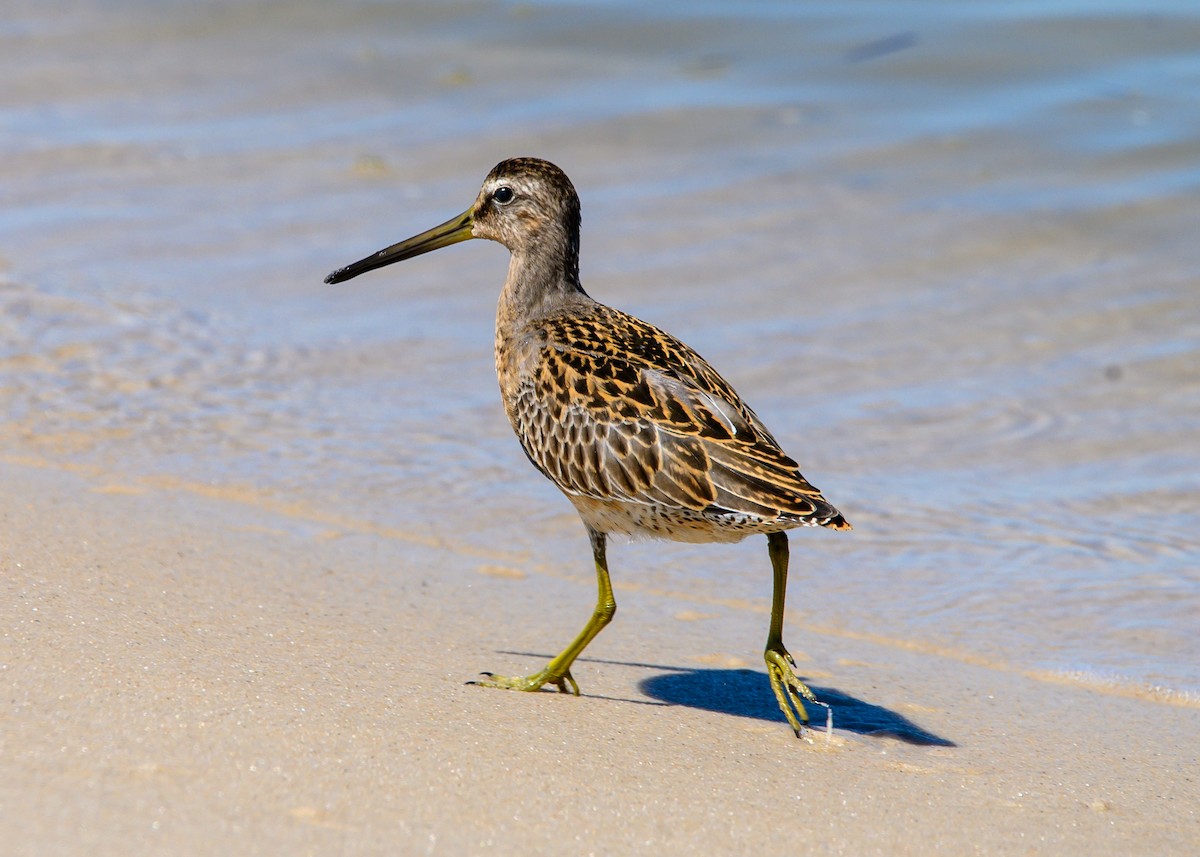 Short-billed Dowitcher - ML640667997