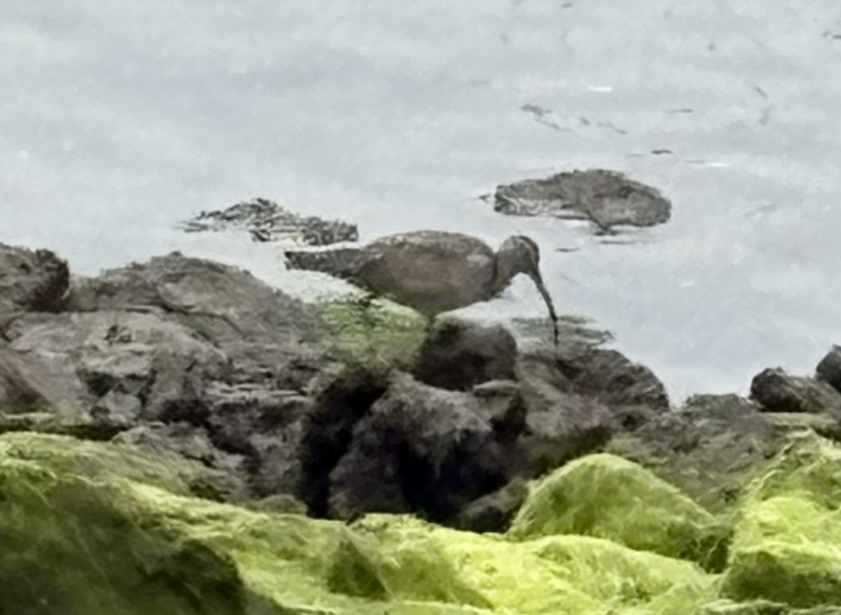 Hudsonian Whimbrel - ML640668085