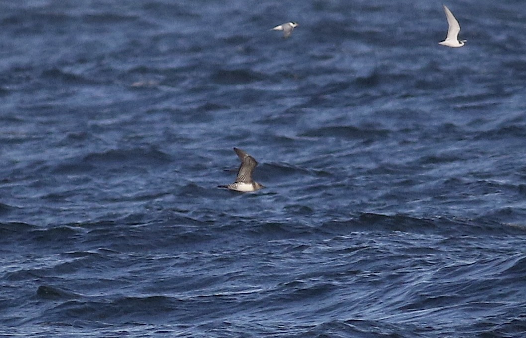 Long-tailed Jaeger - ML640668315