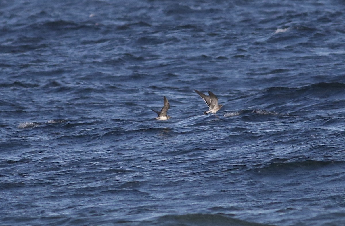 Long-tailed Jaeger - ML640668316