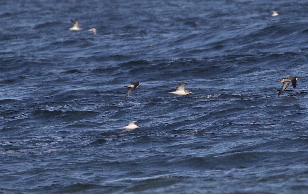 Long-tailed Jaeger - ML640668317