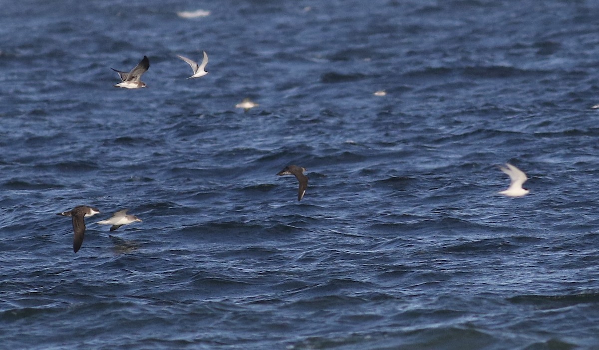 Long-tailed Jaeger - ML640668318