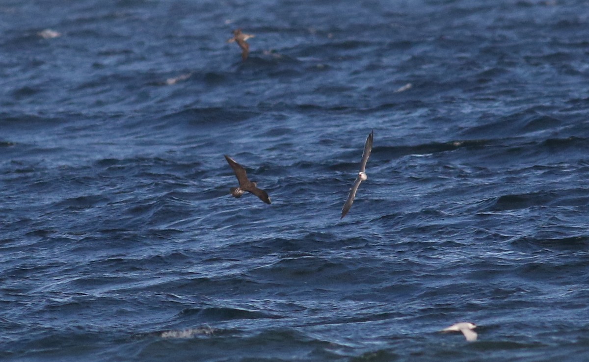 Long-tailed Jaeger - ML640668319