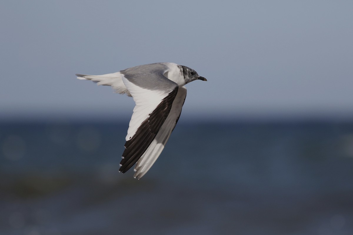 Sabine's Gull - ML640668345