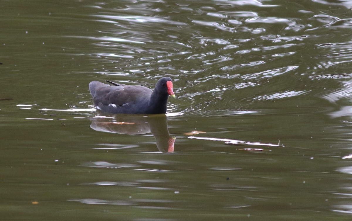 Gallinule poule-d'eau - ML640668359