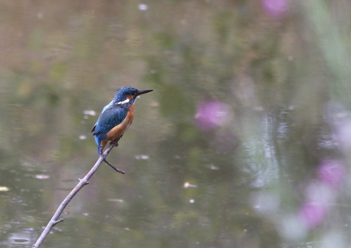 Martin-pêcheur d'Europe (groupe atthis) - ML640668373