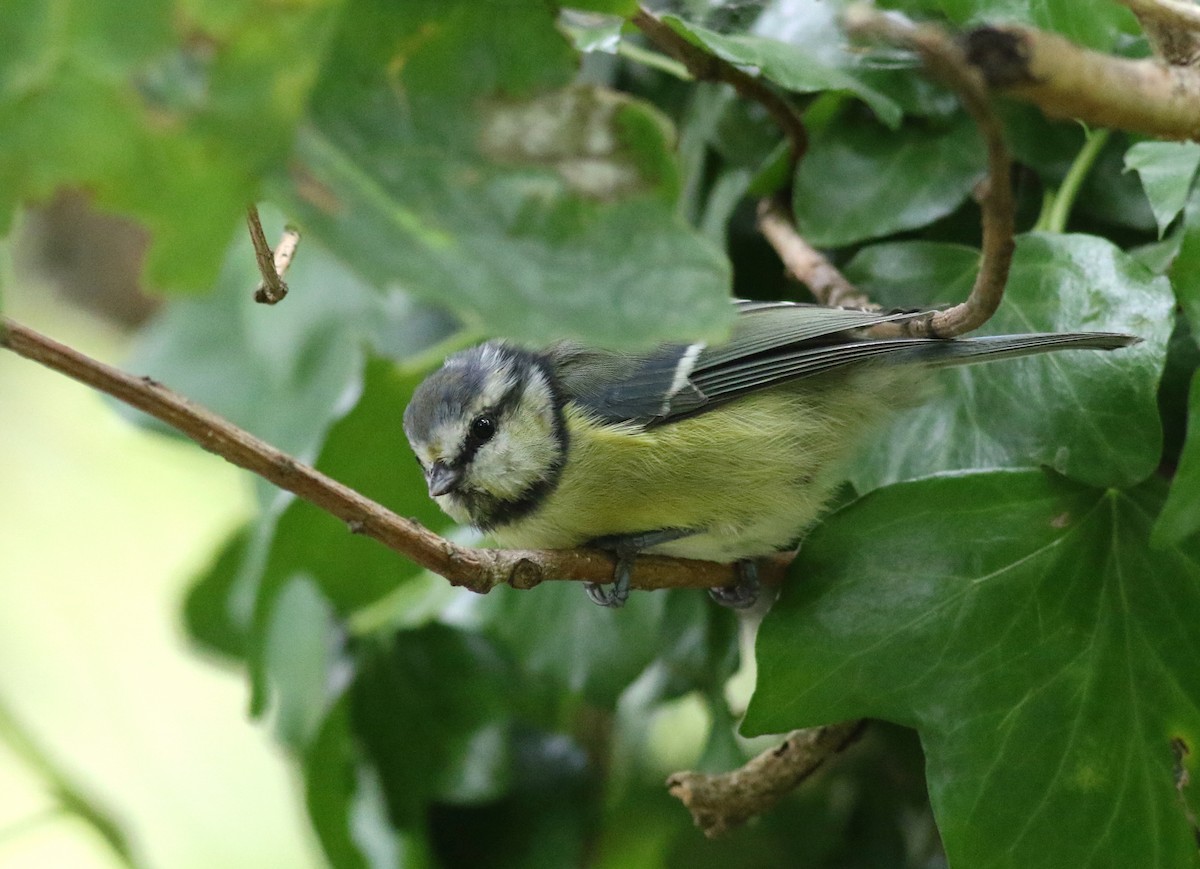 Mésange bleue - ML640668391