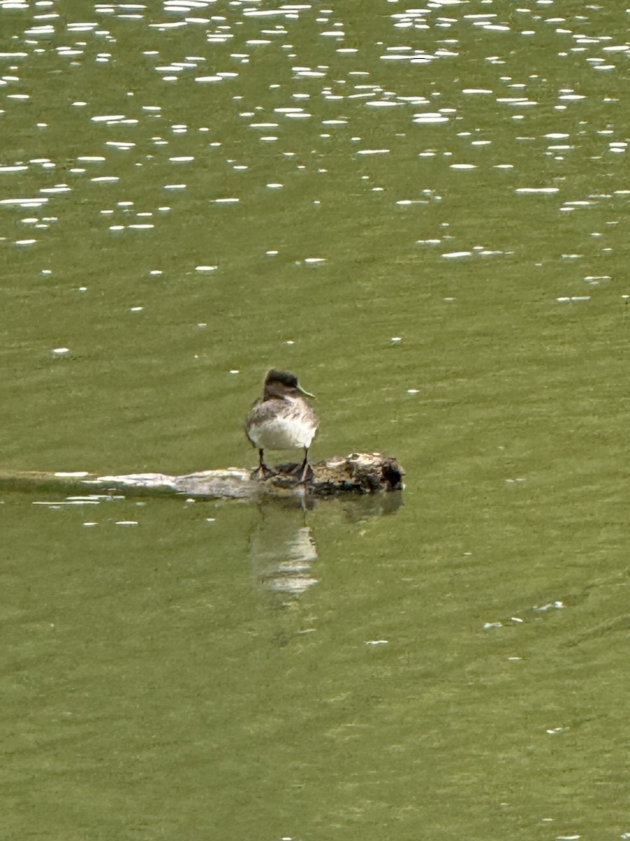 Hooded Merganser - ML640668410