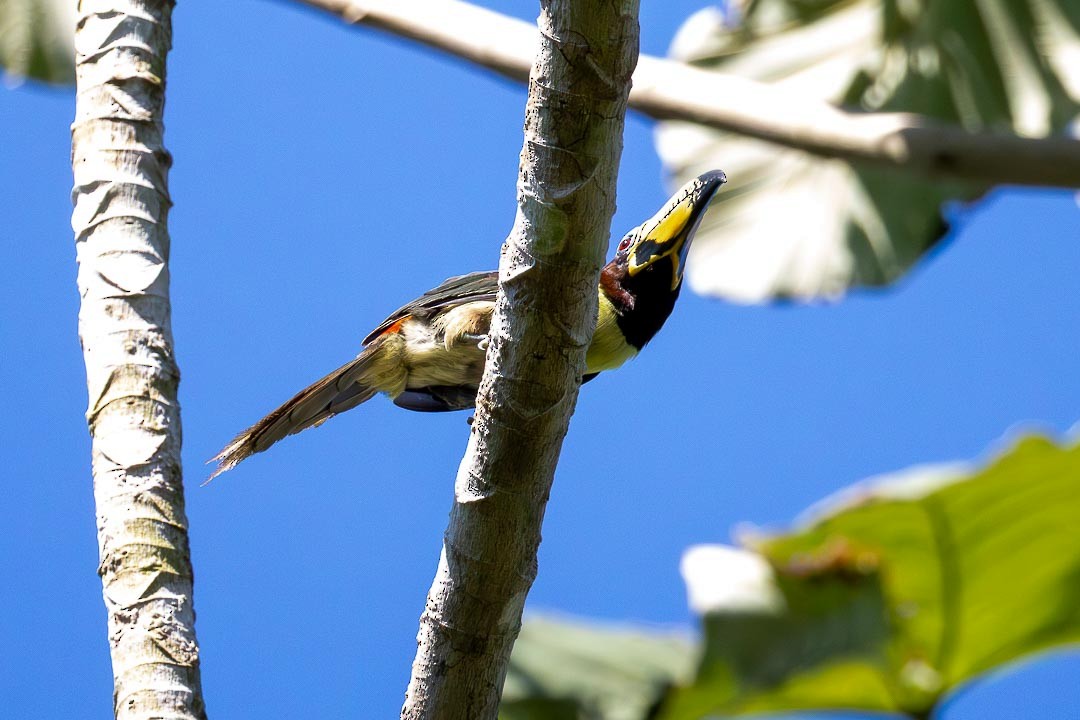 Lettered Aracari - ML640668430