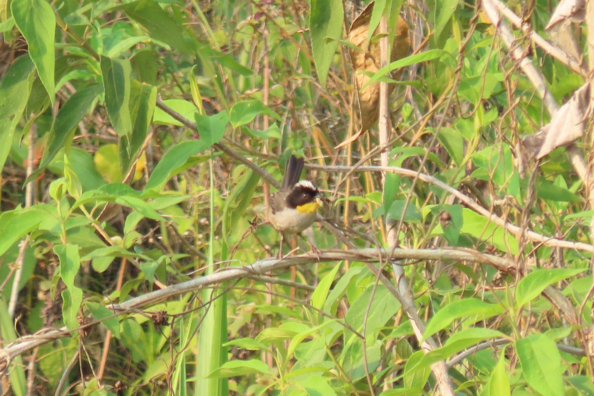 White-naped Brushfinch - ML640668453
