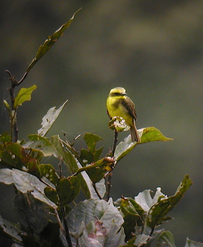 Lemon-browed Flycatcher - ML640668545