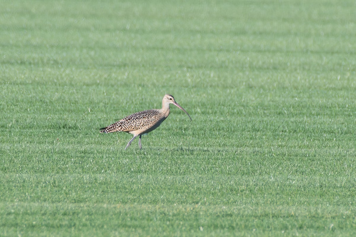 Long-billed Curlew - ML640668581