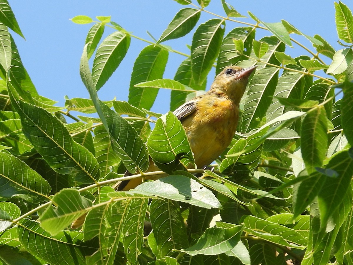 Baltimore Oriole - ML640668635