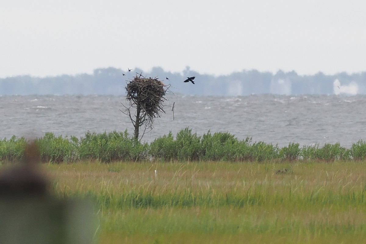 Boat-tailed Grackle - ML640668654