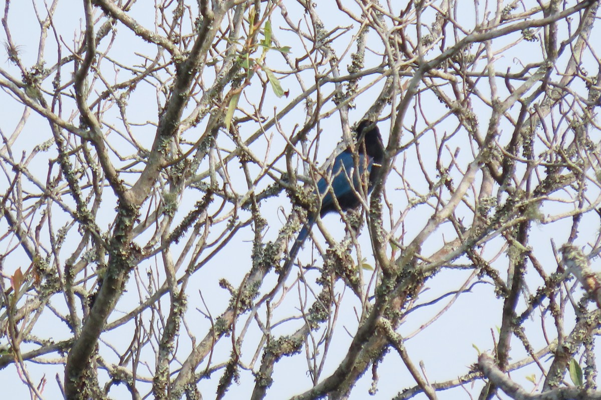 Bushy-crested Jay - ML640668665