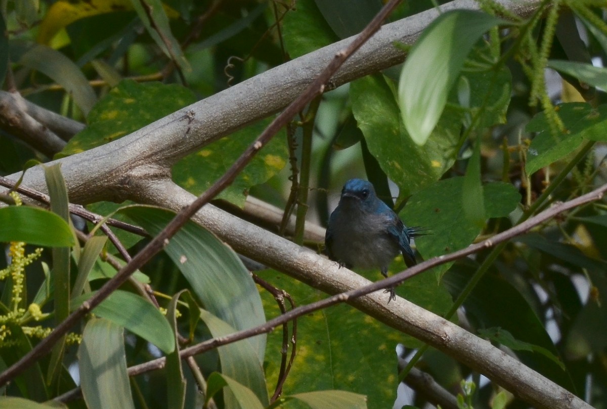 African Blue Flycatcher - ML640668777