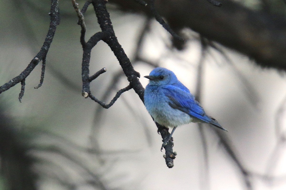 Mountain Bluebird - ML640668855
