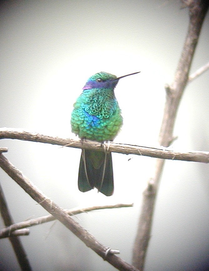 Sparkling Violetear - ML640668908