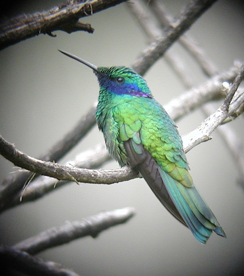 Sparkling Violetear - ML640668909