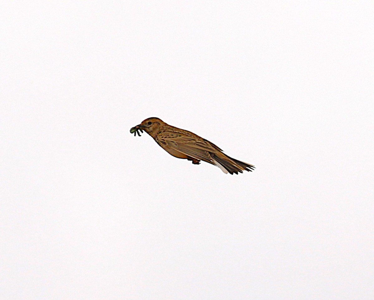 Mediterranean Short-toed Lark - ML640668915