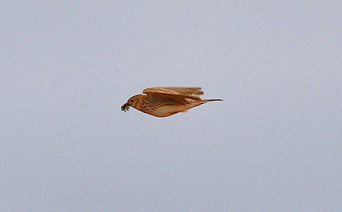 Mediterranean Short-toed Lark - ML640668916