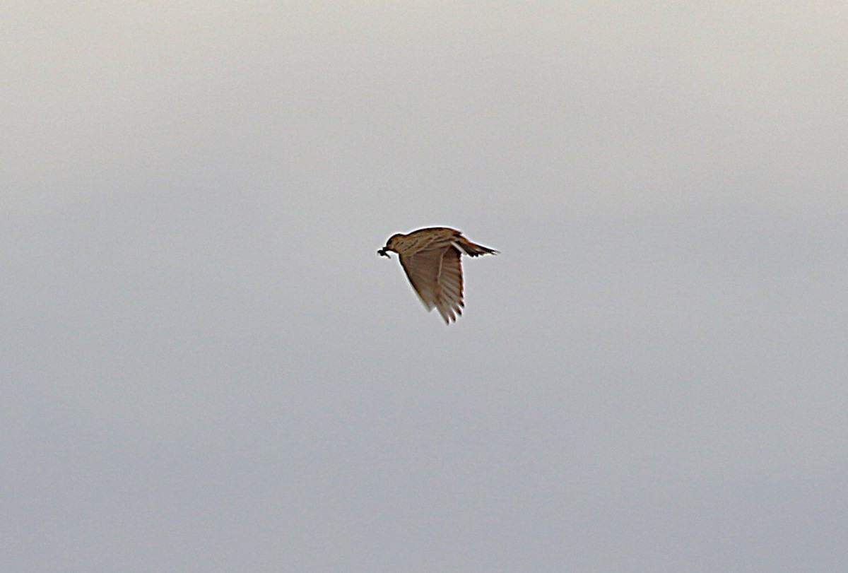 Mediterranean Short-toed Lark - ML640668917