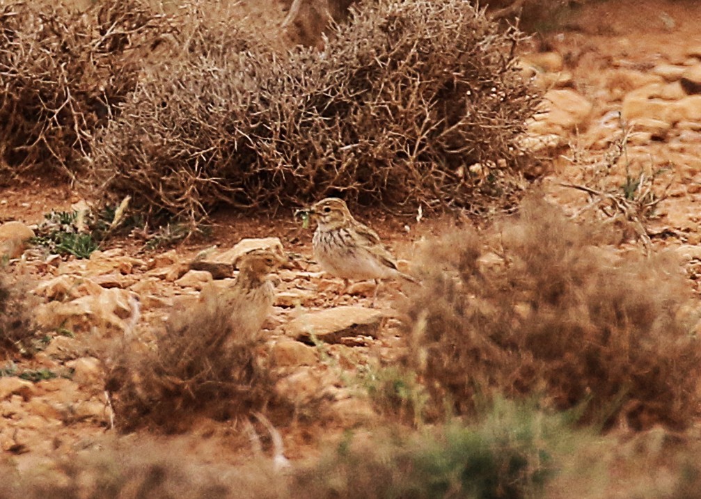 Mediterranean Short-toed Lark - ML640668918