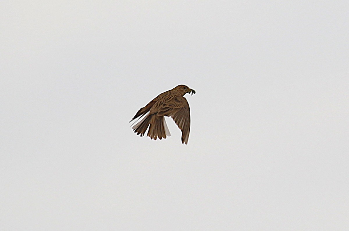 Mediterranean Short-toed Lark - ML640668919