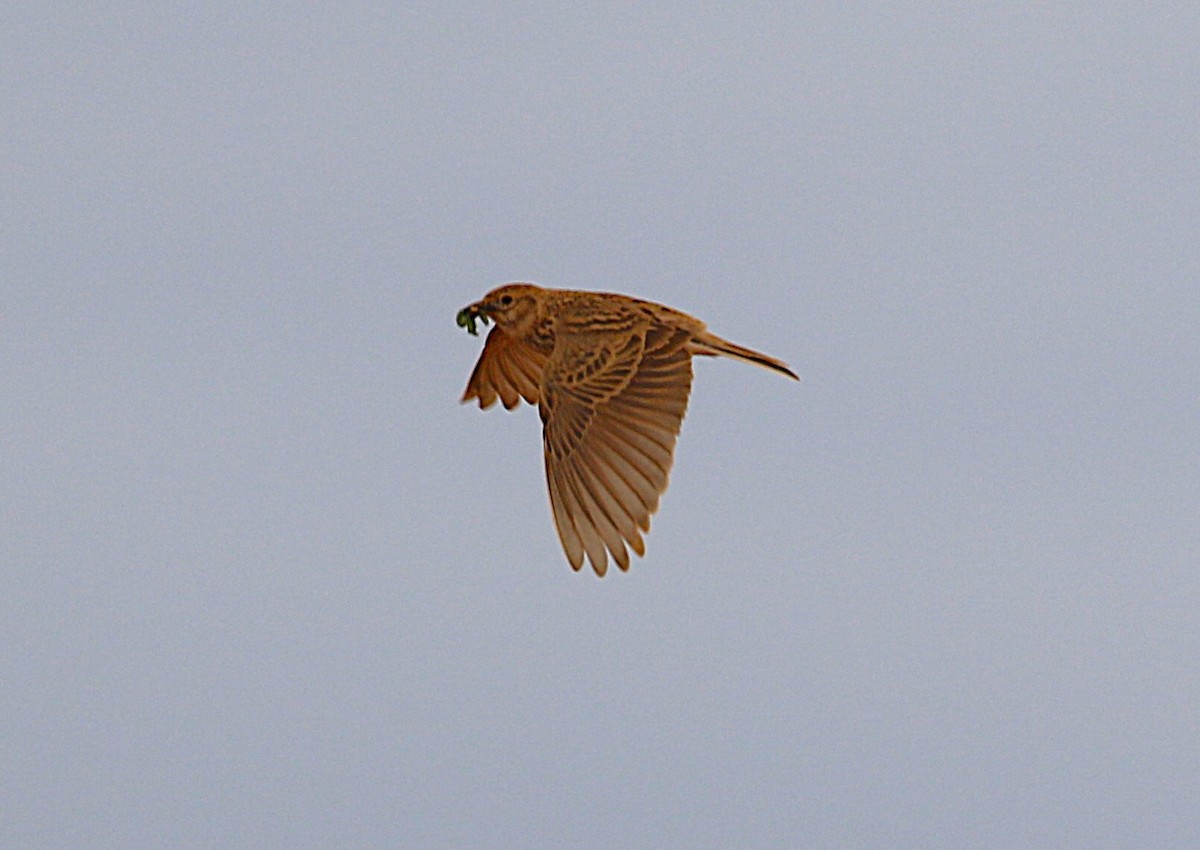 Mediterranean Short-toed Lark - ML640668921