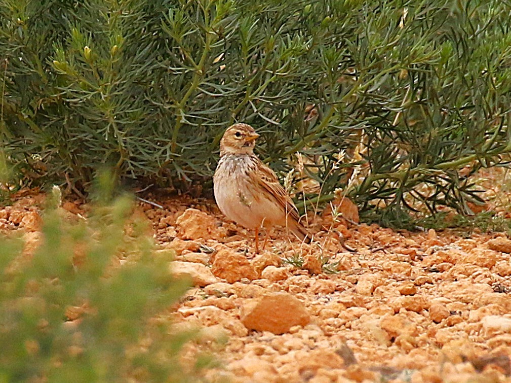 Mediterranean Short-toed Lark - ML640668922