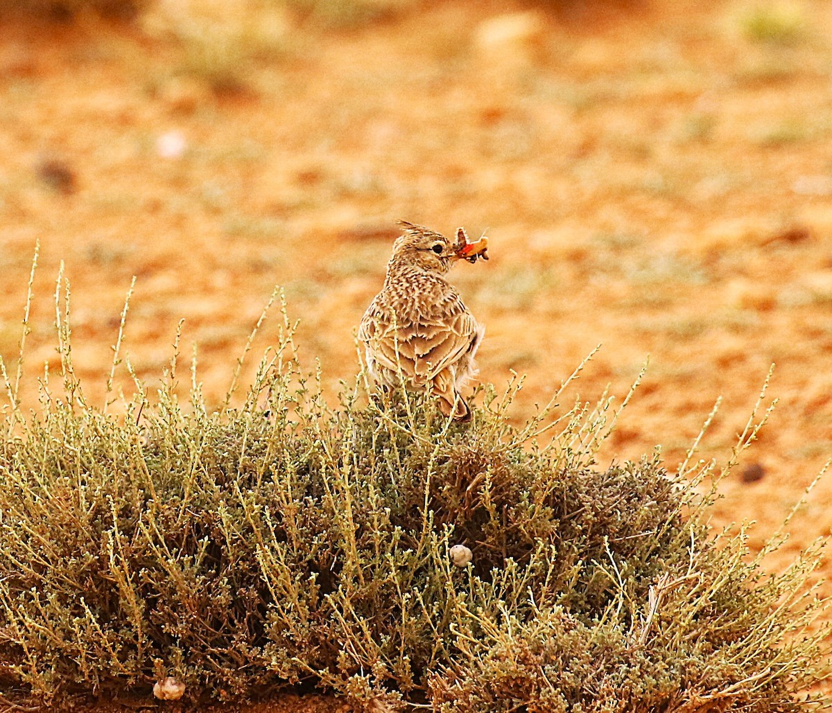 Mediterranean Short-toed Lark - ML640668924