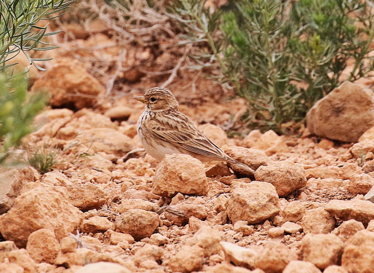Mediterranean Short-toed Lark - ML640668925