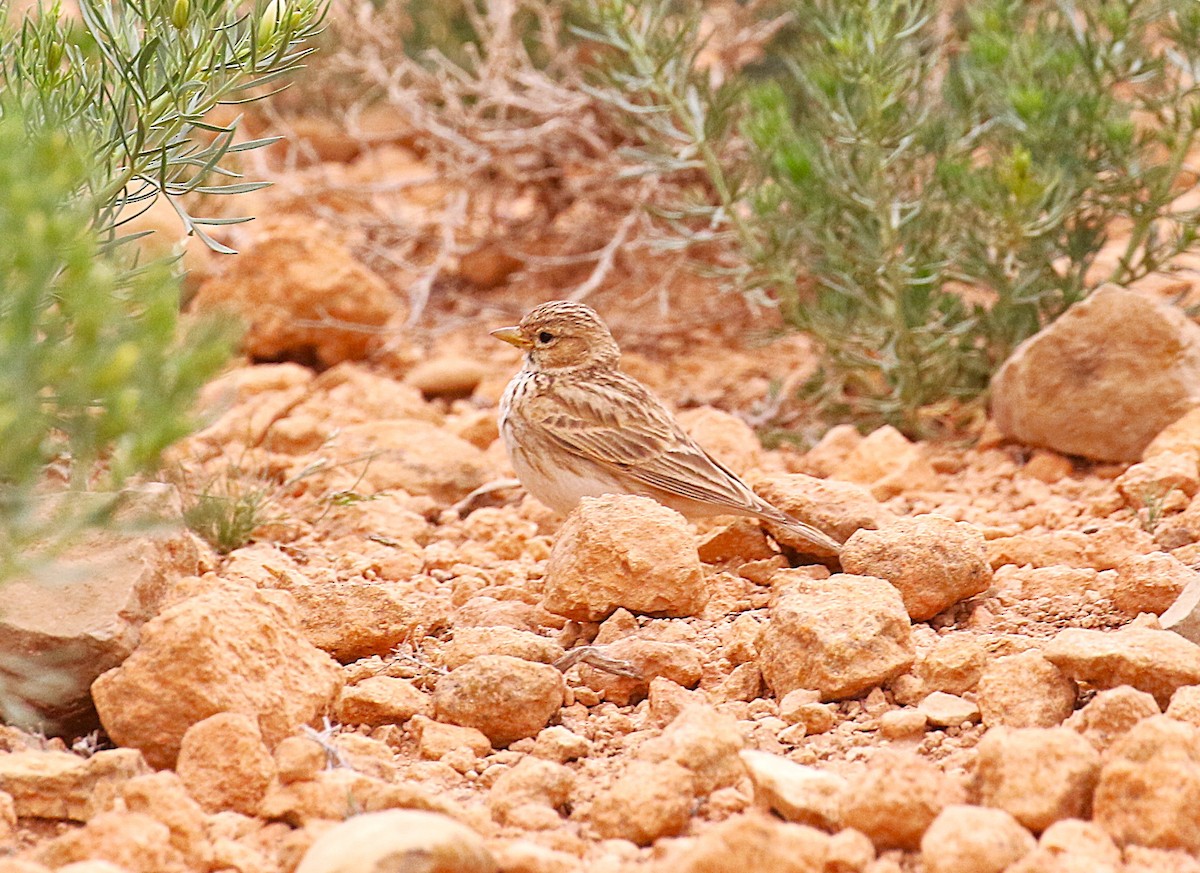 Mediterranean Short-toed Lark - ML640668926