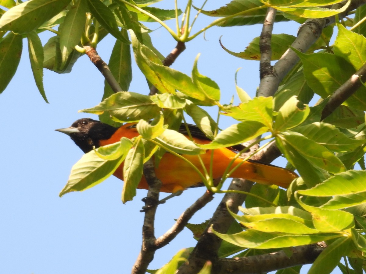 Baltimore Oriole - ML640668982