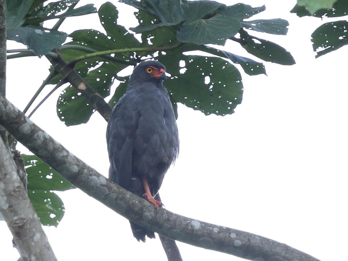 Slate-colored Hawk - ML640669003