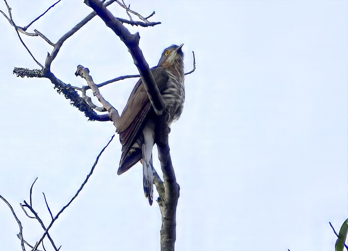 Large Hawk-Cuckoo - ML640669036
