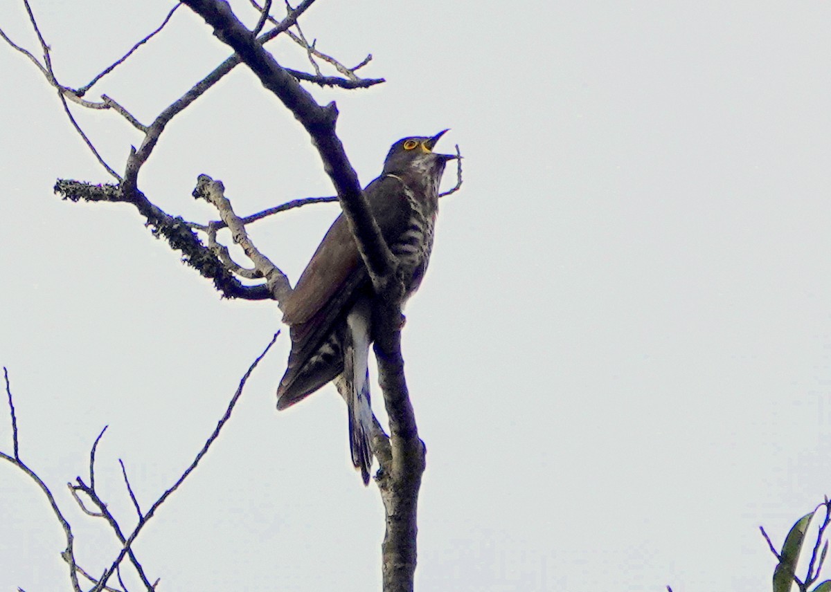 Large Hawk-Cuckoo - ML640669037
