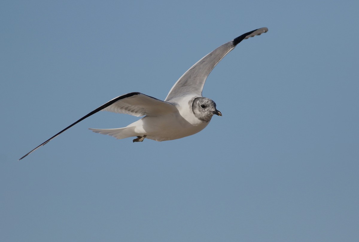 Sabine's Gull - ML640669077