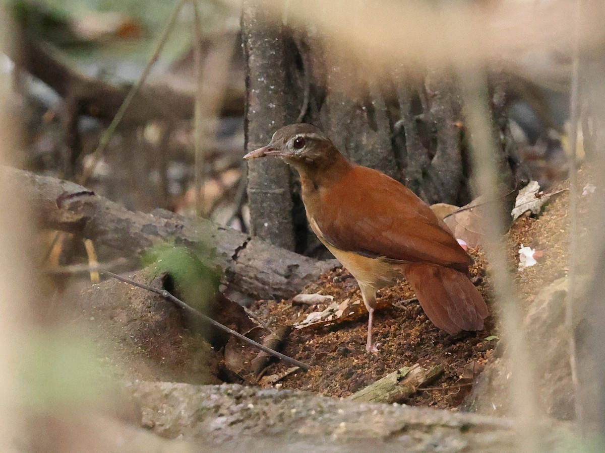 Pale-billed Hornero - ML640669114