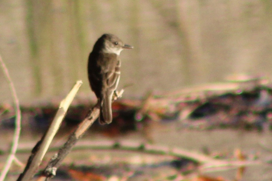 Willow Flycatcher - ML640669147