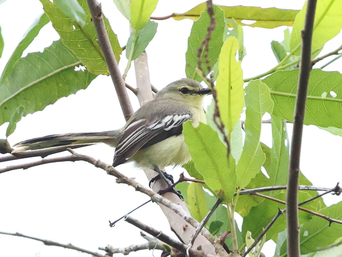 Lesser Wagtail-Tyrant - ML640669200