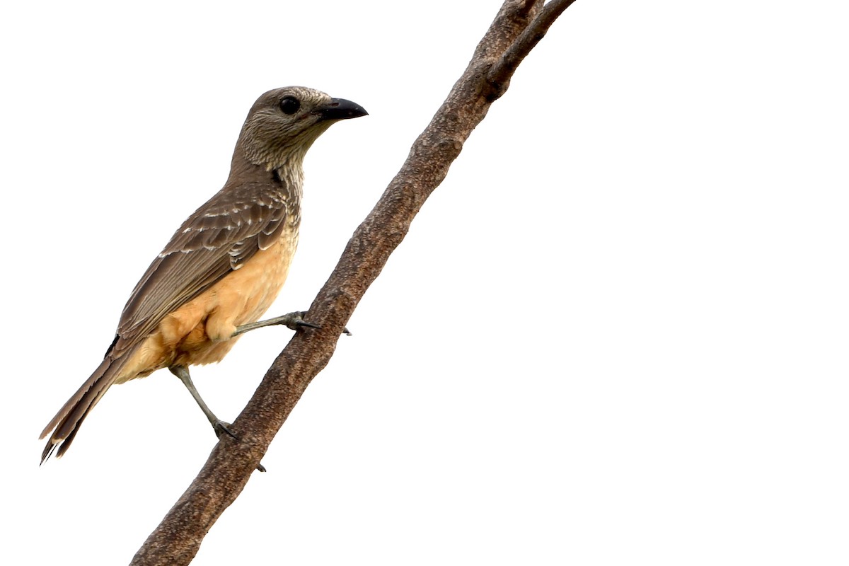 Fawn-breasted Bowerbird - ML640669218